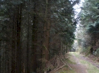woodland entrance