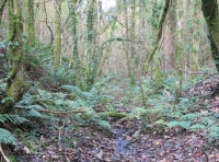 Coed Bryngaer - Hillfort Wood - SOLD