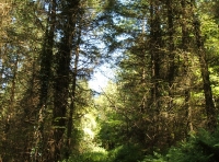 Coed Brynhyfryd - Pleasant Hill Wood - SOLD photo 2
