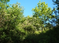 Coed Brynhyfryd - Pleasant Hill Wood - SOLD photo 3