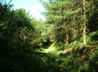Coed Brynhyfryd - Pleasant Hill Wood - SOLD photo 4