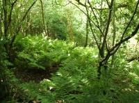 Coed Brynhyfryd - Pleasant Hill Wood - SOLD photo 5