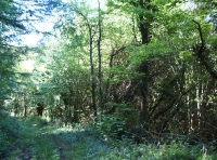 Coed Brynhyfryd - Pleasant Hill Wood - SOLD photo 6