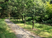 Coed Caer - Fortress Wood - SOLD