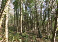 Coed Cloch Las- Bluebell Wood - SOLD