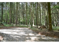 Looking into the woodland where you can see the earth bank that runs through the woodland