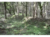 The earth bank that forms the northern boundary lined with young broadleaf trees
