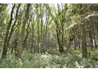 View into the heart of the woodland where you will find a large number of young Sycamore and Oak interspersed with the Larch
