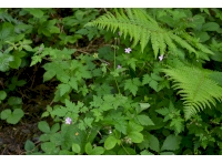 One of many varieties of woodland flowers