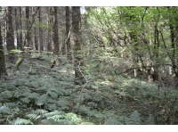 A lot of young saplings can be found making their way towards the canopy