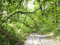 Coed Cwm Bach - Little Valley Wood - SOLD