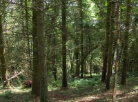 Coed Cwm Clyd photo 2