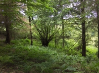 Coed Cwm Clyd photo 3