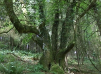Coed Cwm Clyd photo 4