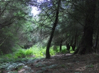 Coed Cwm Clyd photo 5