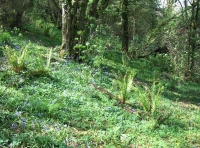 Coed Cwm Clyd photo 7