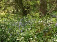 Coed Cwm Clyd photo 8
