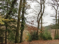 Coed  Cych