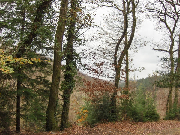 Coed  Cych