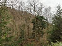 Coed  Cych photo 2