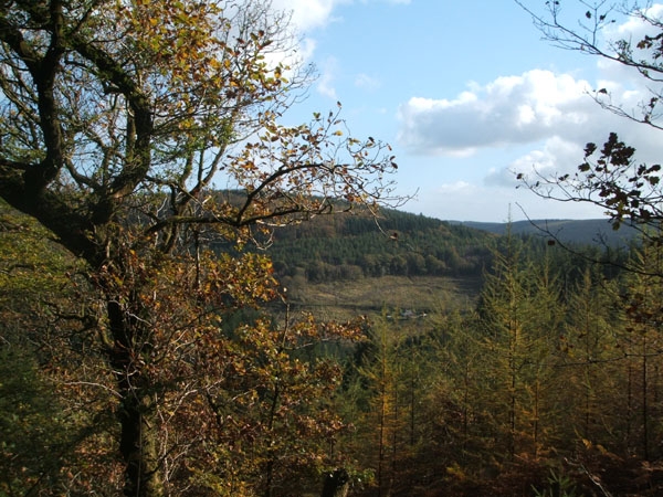 Coed Derlwyn