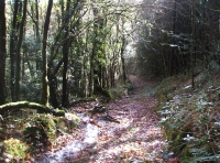Coed Derlwyn photo 2
