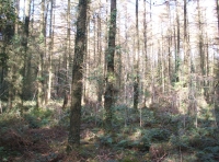 Coed Derlwyn photo 3