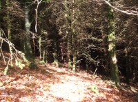 Coed Derlwyn photo 4