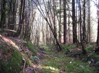 Coed Derlwyn photo 5