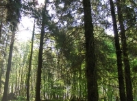 Coed Derlwyn photo 6