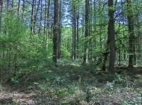 Coed Derlwyn photo 7