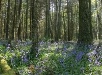 Coed Derlwyn photo 8