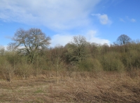 Coed Derw Dau - Two Oak Wood