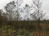 Coed Esgairgors - SOLD photo 3