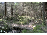 clearing near Southern boundary