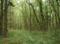 Coed Gelli Dawel - Quiet Grove Wood - SOLD