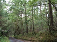 Coed Gelli Dawel - Quiet Grove Wood - SOLD photo 3