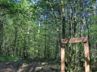 Coed Gelli Dawel - Quiet Grove Wood - SOLD photo 4