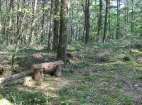 Coed Gelli Dawel - Quiet Grove Wood - SOLD photo 5