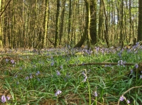 Coed Gelli Dawel - Quiet Grove Wood - SOLD photo 6