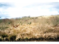 Coed-ger-y-llyn - SOLD photo 2