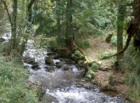Coed Glandwr - SOLD