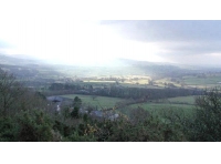 Coed Glas