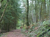 Coed Glas - SOLD photo 4
