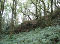 Coed Glas - SOLD photo 5