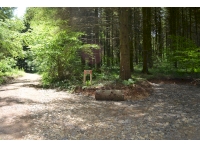 Coed Gloddfa - Quarry Wood