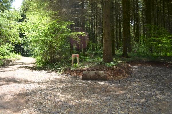 Coed Gloddfa - Quarry Wood