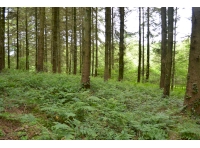The understory in this woodland is dominated by ferns and young broafleaves