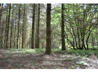 Large clearings can be found tucked away towards the western boundary
