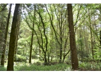 Impressive young Oak and Sycamore can be seen shooting towards the canopy